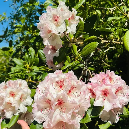 Casa De Rainer בית כפרי *